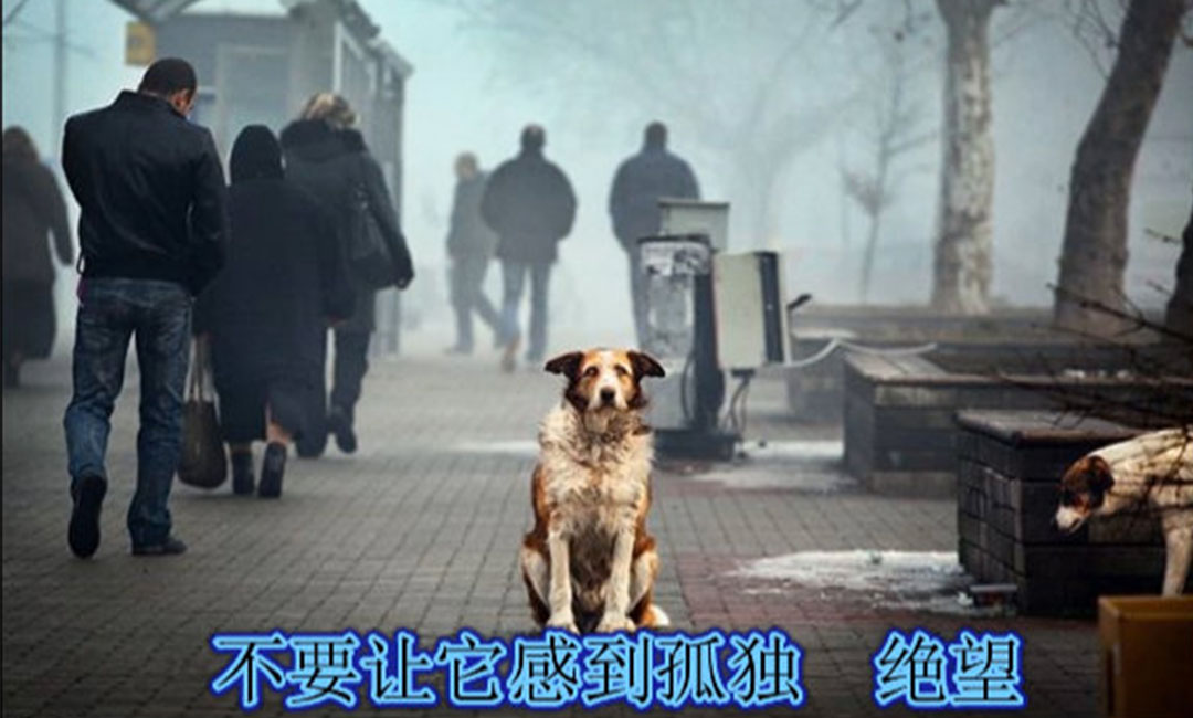 新乡新乡爱影圈微博微信转发案例